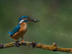 Christine Willis-Kingfisher With Fish and Waterdrops-Winner.jpg